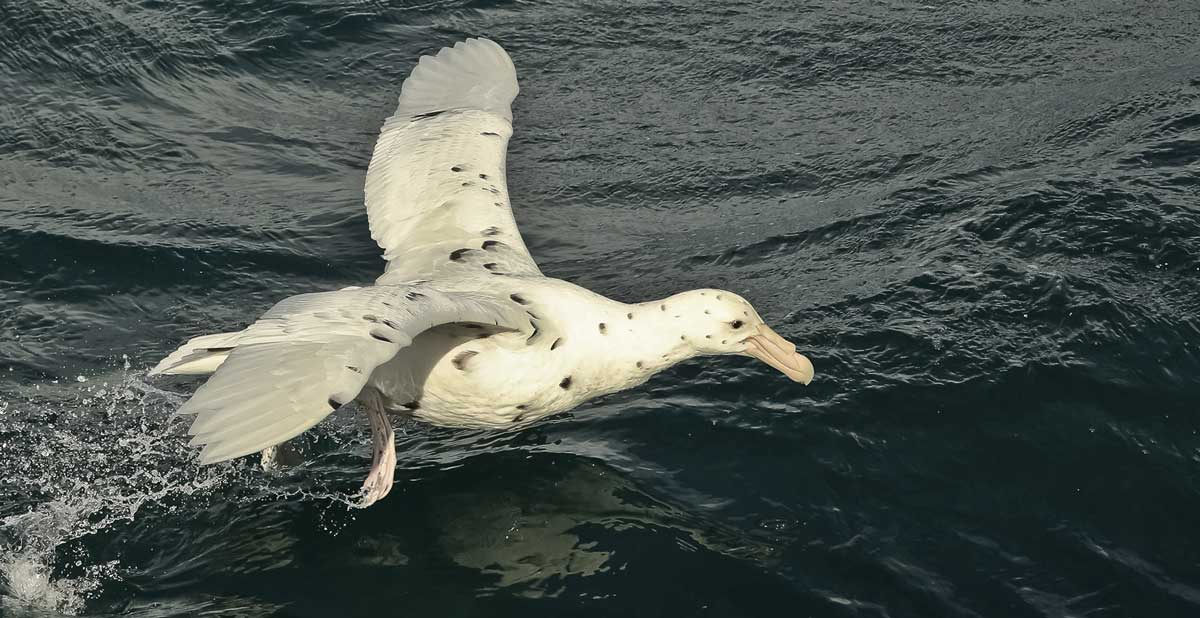 Albatross 6