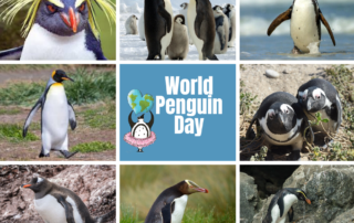 World Penguin Day 2020
