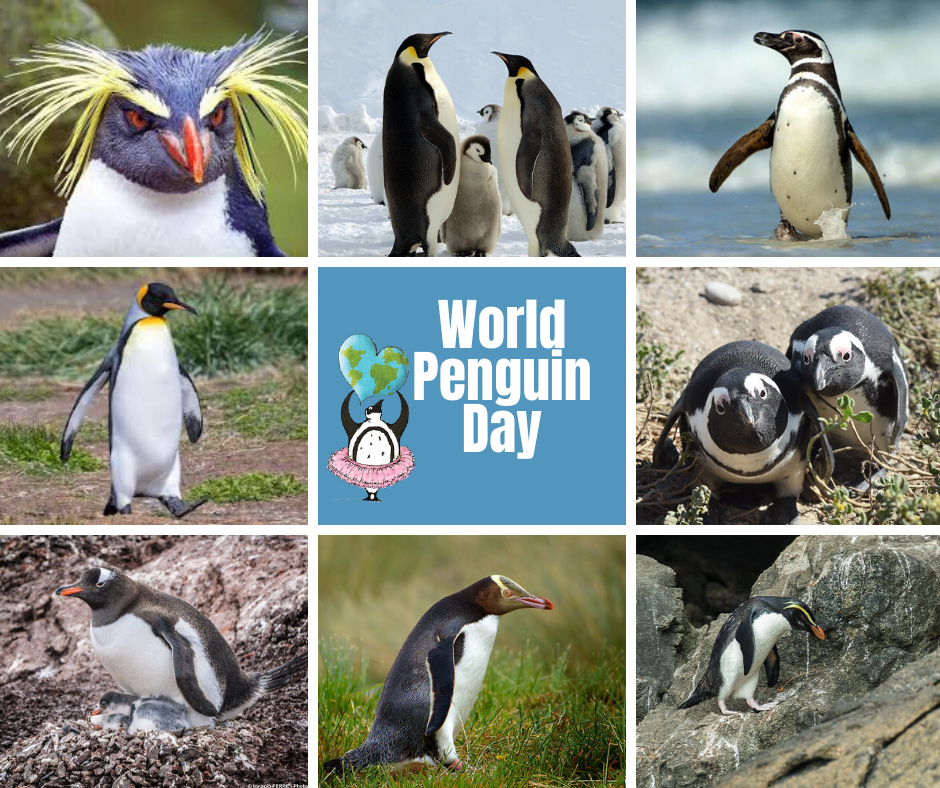 World Penguin Day 2020