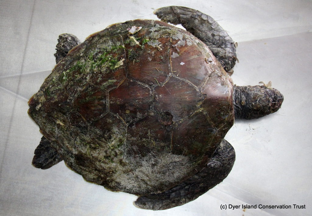 2020803 Dict Dissection Greenturtle Img07