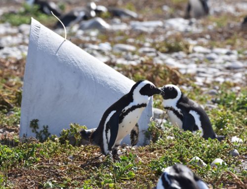Homes For African Penguins