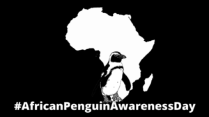 #african Penguin Awareness Day 2