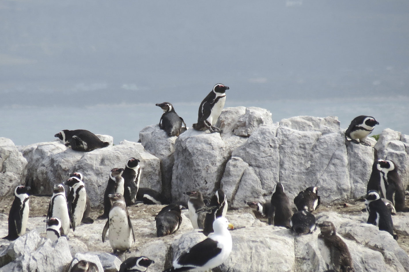 African Penguin Awareness Day 2020 We are in this together Dyer