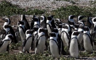African penguins and Cape cormorants