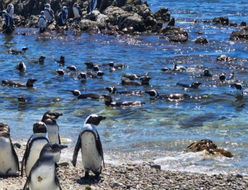 Seventy Endangered African Penguins Released Back on Dyer Island