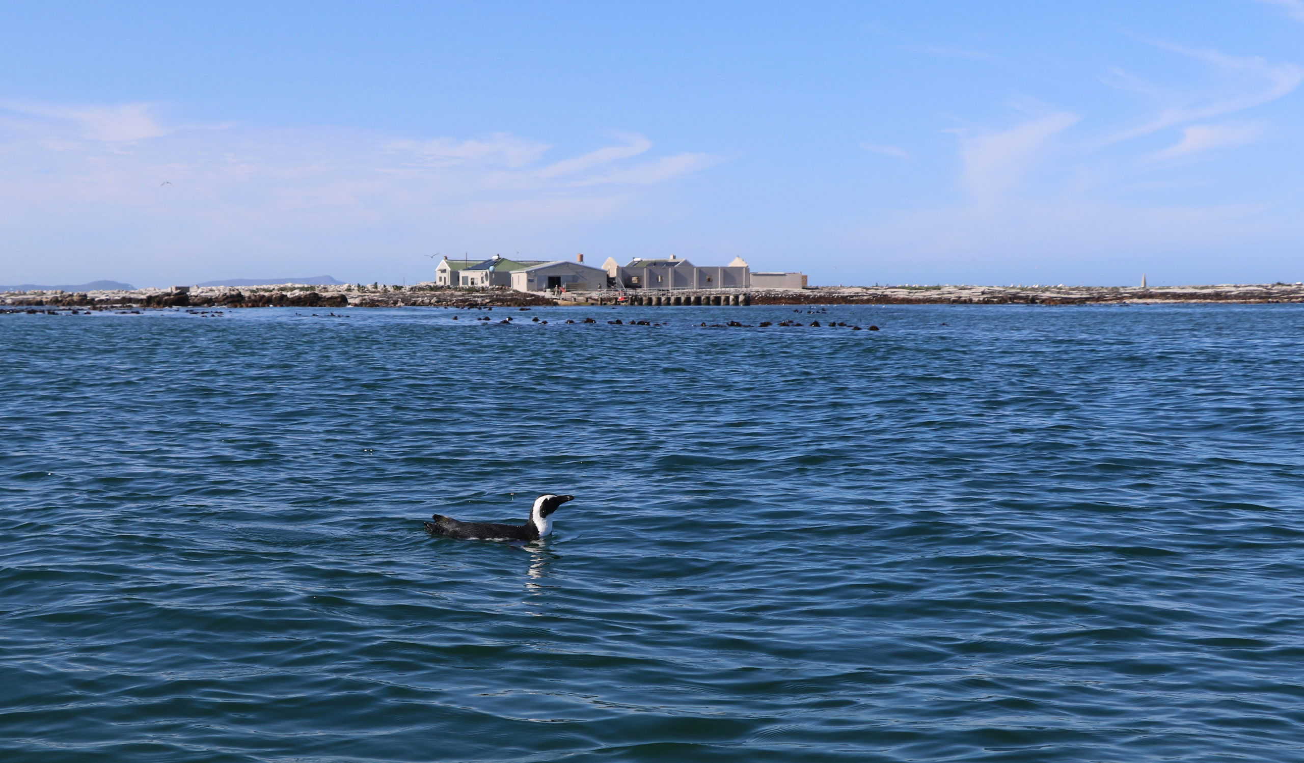 African penguin with Dyer Island in the background