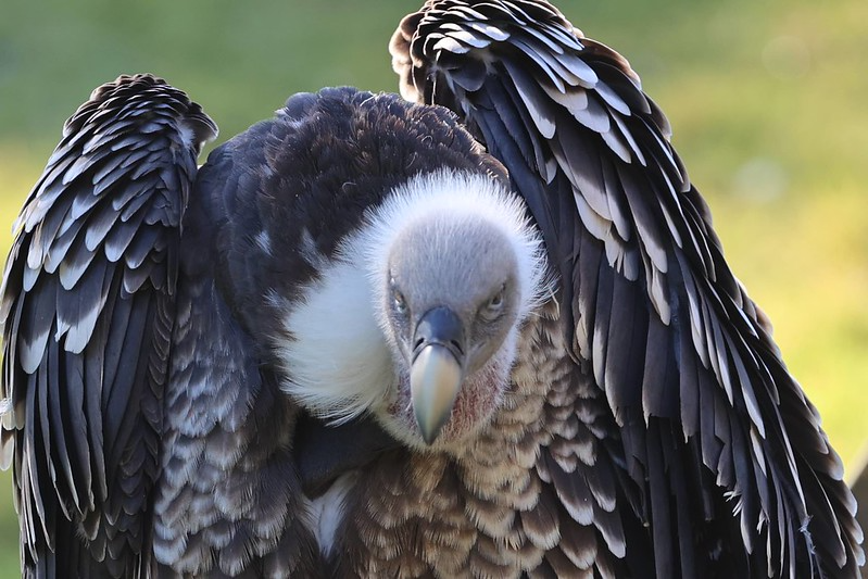 Rüppell’s Vulture