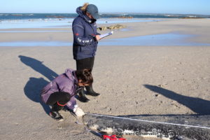 Humpback whale, Stranding, South Africa, Dyer Island Conservation Trust