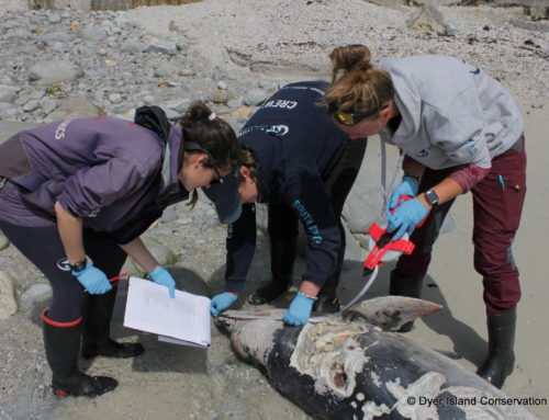 Bottlenose Dolphin Stranding – October 2024