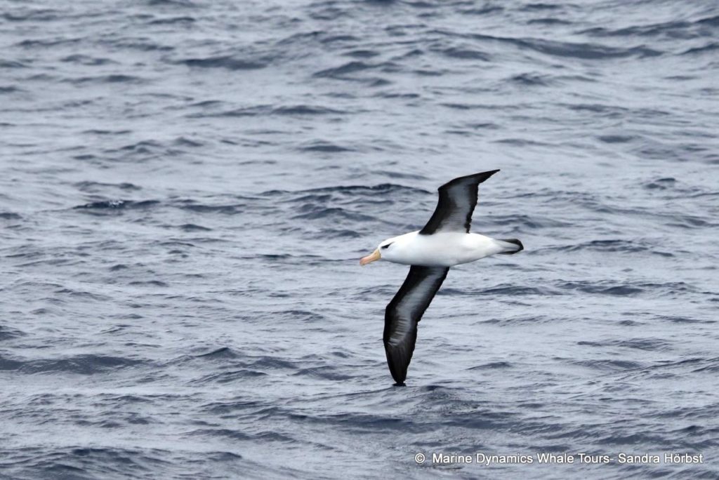 Black Browed Albatross