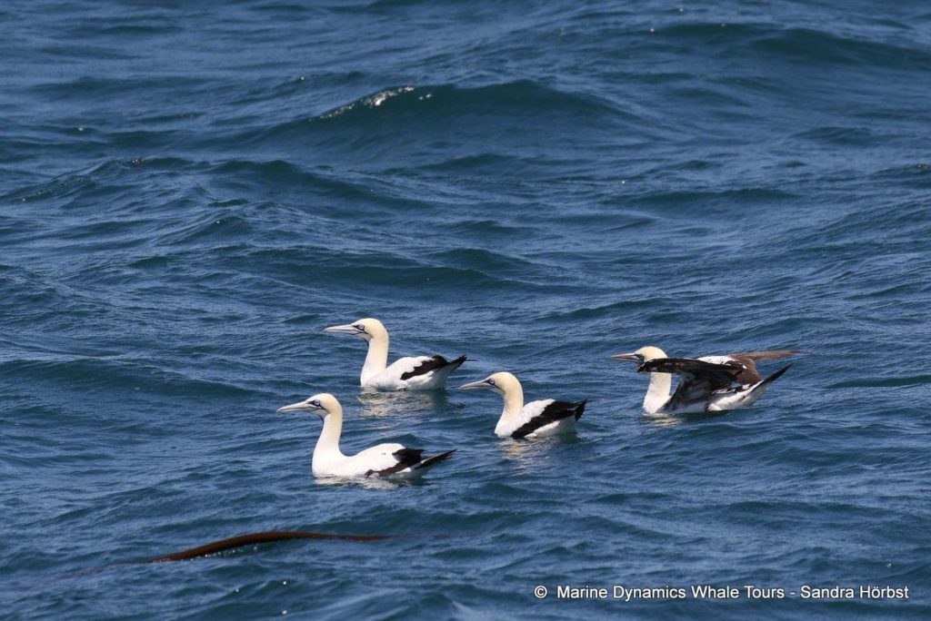 Gannet