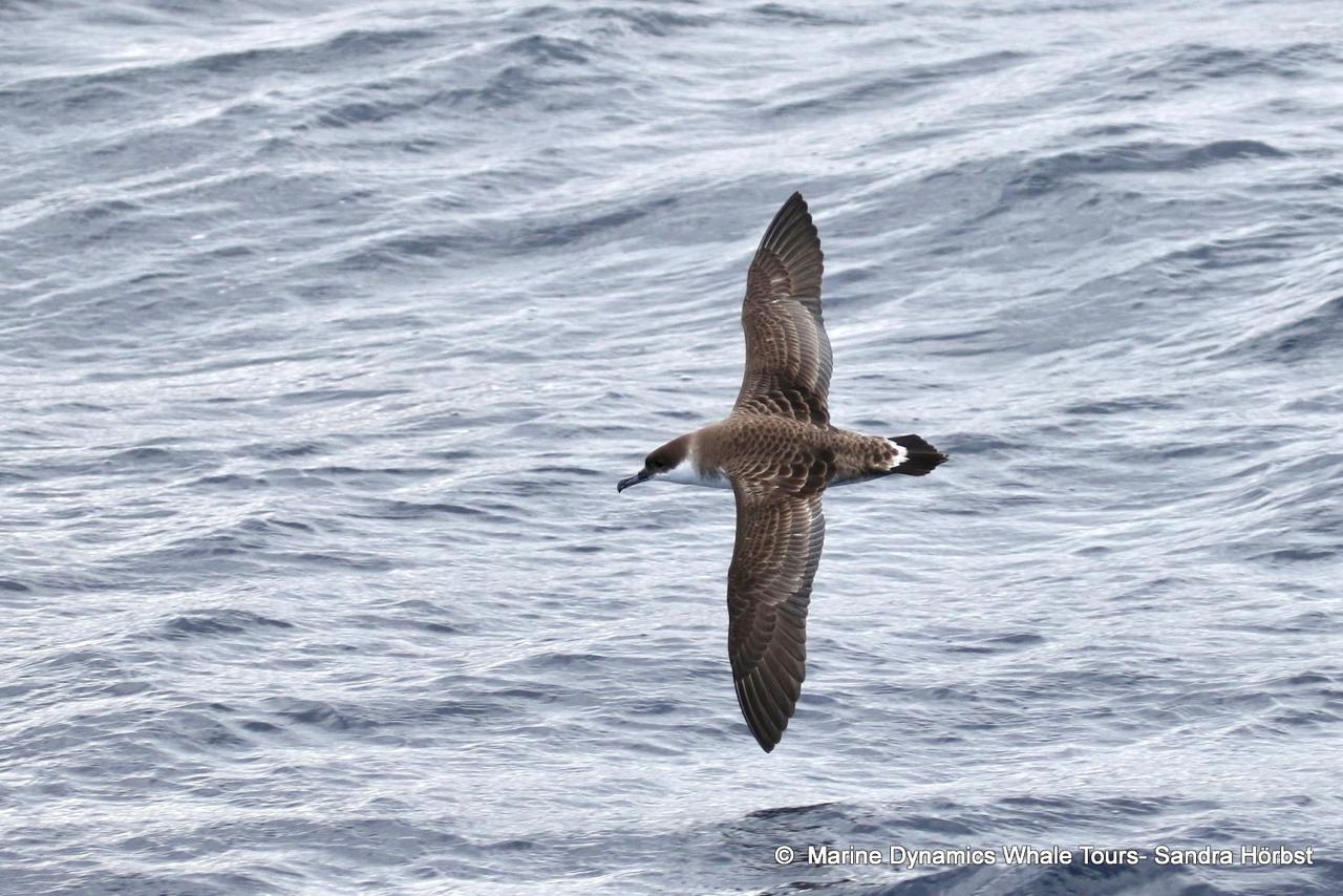 Great Shearwater