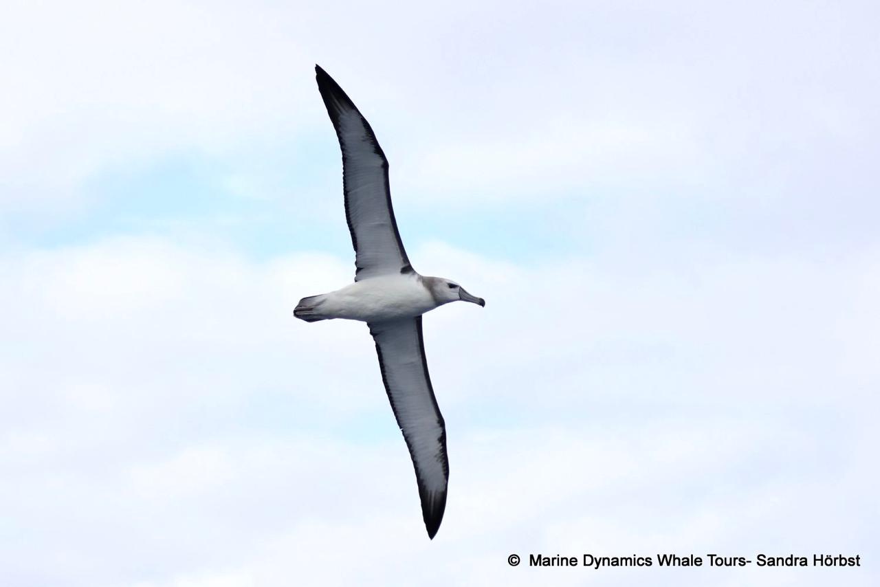 Shy Albatross