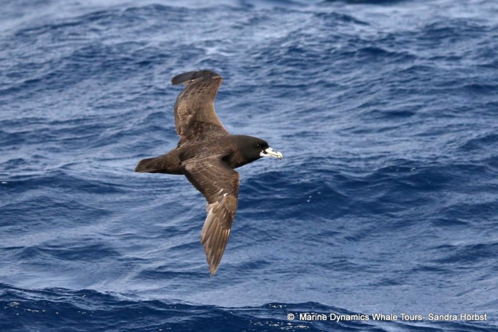 White Chinned petrel